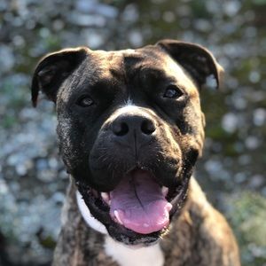 Meet your Posher, Bella